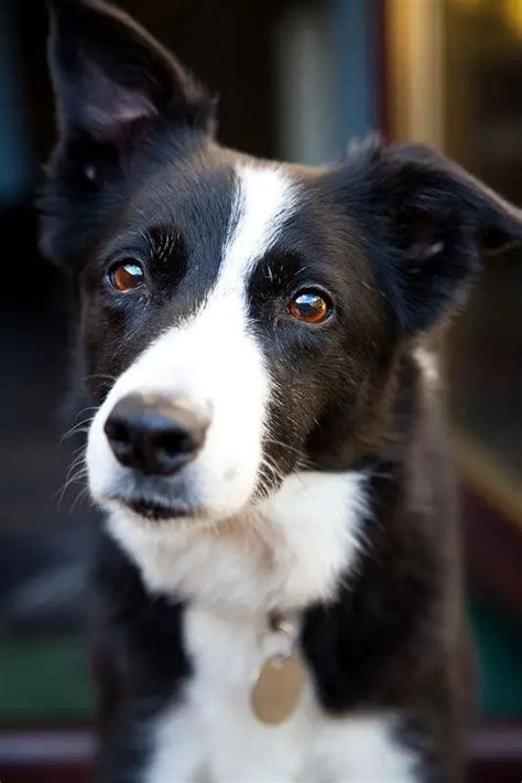 Short Haired Border Collie Images: A Guide To The Breed