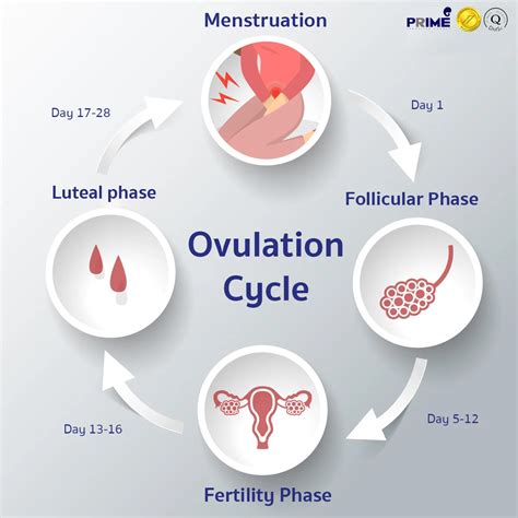 Short Cycles and Early Ovulation