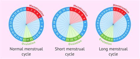 Short Cycles vs. Long Cycles