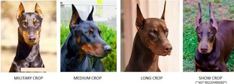 Ear cropping styles (short, medium, long) Page 3 Doberman Forum