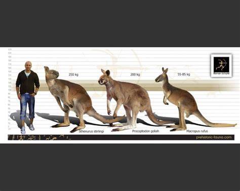 Short Faced Kangaroo