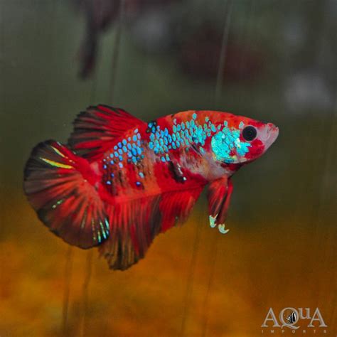 Short Finned Betta