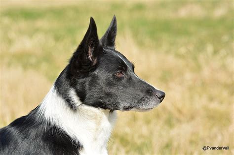 Short Hair Black And White Border Collie Puppy