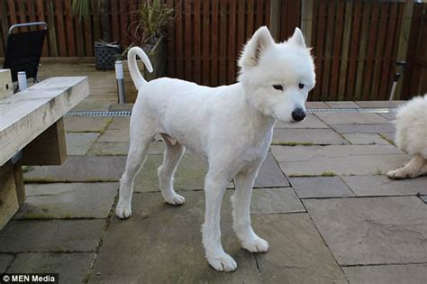 Short Hair Shaved Samoyed