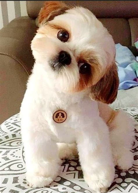First beauty visit. Teddy Bear cut. Shih Tzu Hairstyles Pinterest