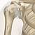 Shoulder Joint Anatomy