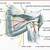 Shoulder Joint Nerve Anatomy