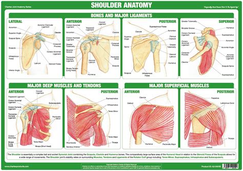 Shoulder Anatomy Image