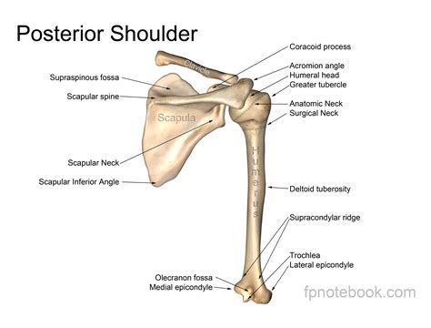 Shoulder Bone: Anatomy, Function & Common Problems