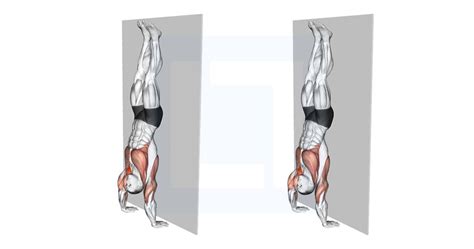 Shoulder Stand Muscles Worked
