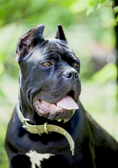 Show Me Pictures Of A Cane Corso Dog