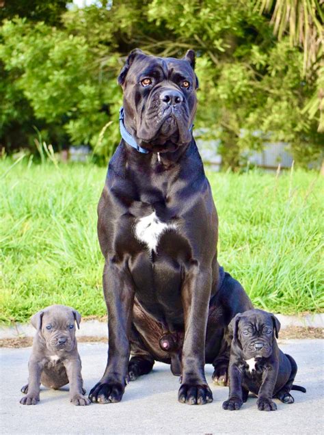 Pure Cane Corso Male With Papers and DNA Stud Dog Arizona Breed