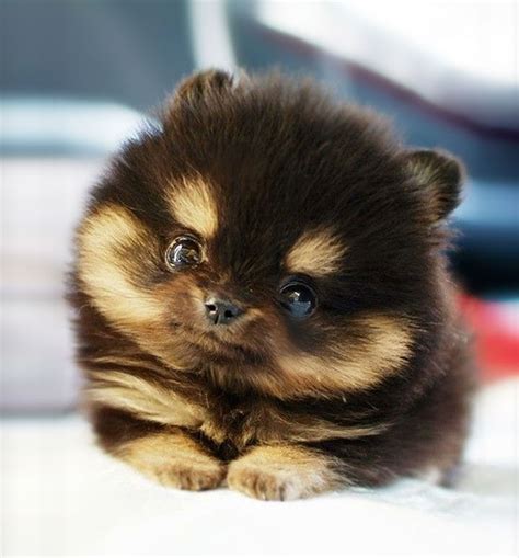 Show Me A Picture Of Cute Dogs