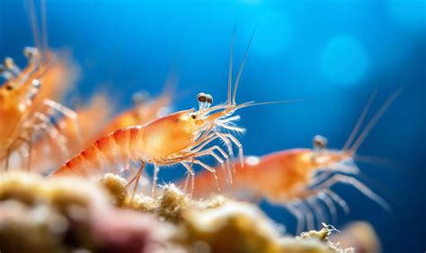 Shrimp Underwater