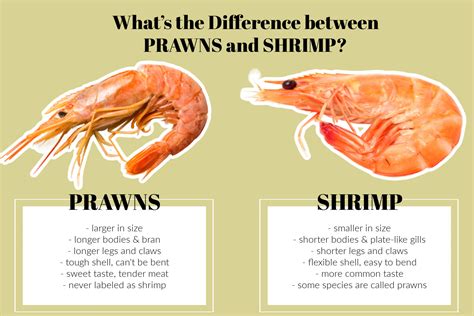 Shrimp and Prawn