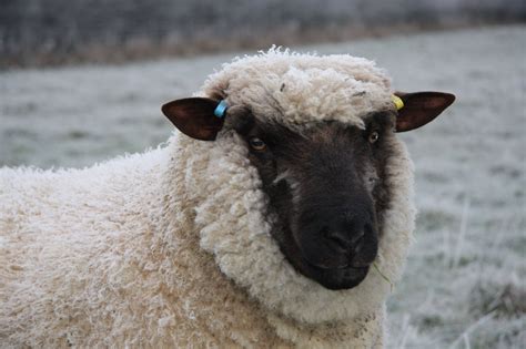 Shropshire Sheep