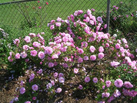 Shrub Roses