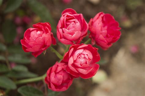 Shrub Roses: Versatile and Resilient