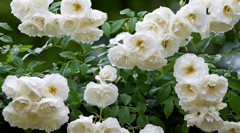 Shrub White Roses