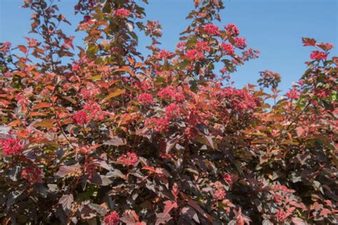 Shrub With Reddish Leaves