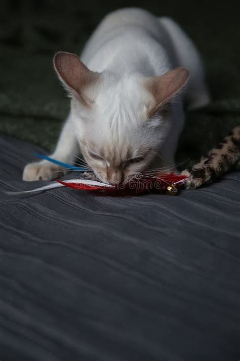 Siamese
