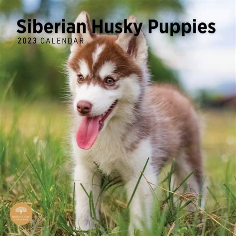 Siberian Huskies For the Love of 2023 Deluxe Wall Calendar