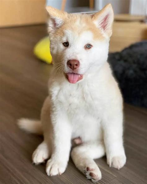 View Ad Chow ChowSiberian Husky Mix Puppy for Sale near Minnesota