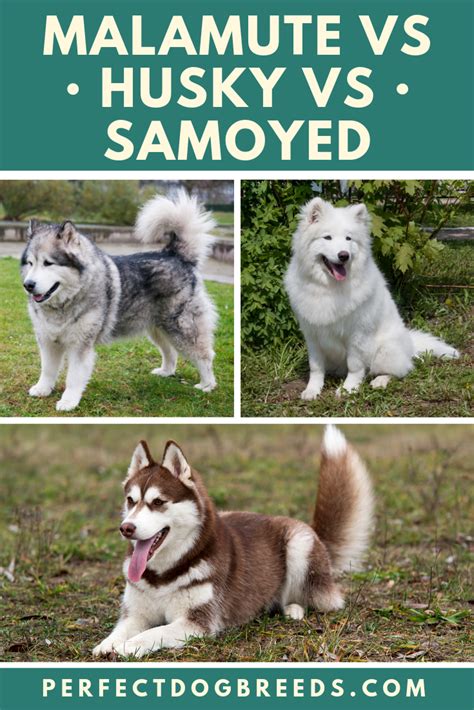 Alaskan Malamute Malamute's, Siberian Samoyed & Husky's Pinterest