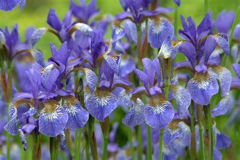 Siberian Irises