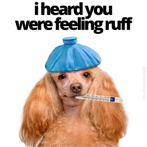 Sick As A Dog Meme