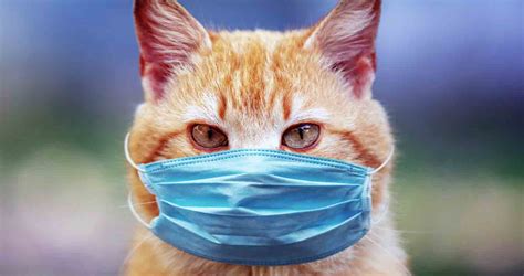 Your Sick Cat A Guide To Common Cat Illnesses