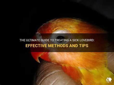 Lovebird Sakit