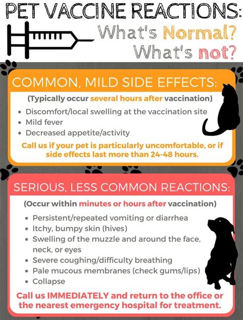 The Hidden Dangers: Unveiling The Side Effects Of Dog Vaccines