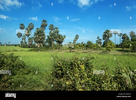 Siem Reap Rice Fields