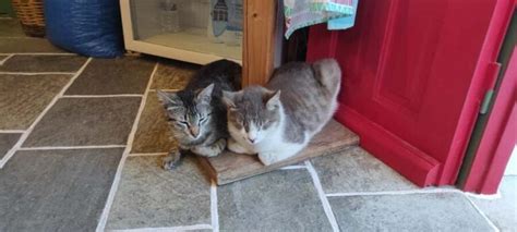 Sifnos Traditional Dinner