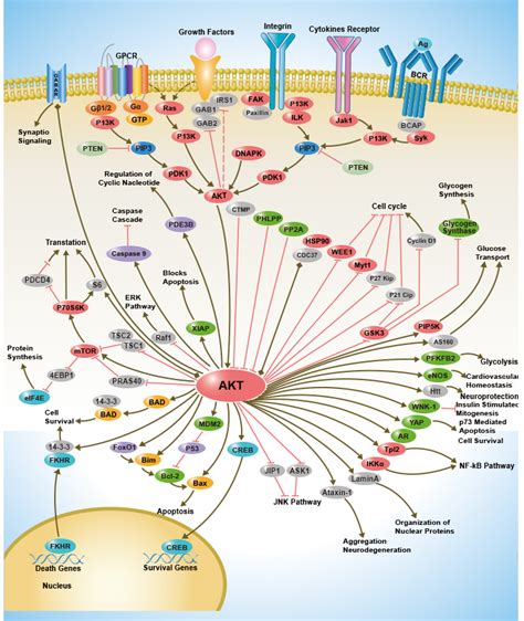 Tracing Signal Pathways