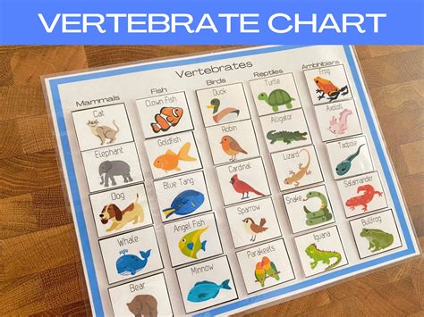 Signaling Centers Vertebrates Chart