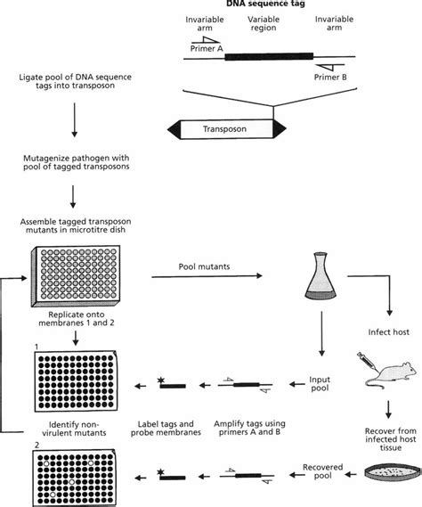 Level Up Your Knowledge with Signature Tagged Mutagenesis Animation: A Comprehensive Guide