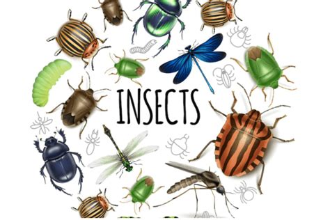Significado de los insectos