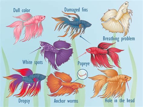 Signs Of A Sick Betta Fish