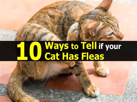 Signs Your Cat Has Fleas