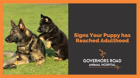 Signs Your Puppy Is Transitioning Into Adulthood