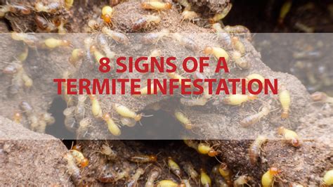 Signs of Infestation