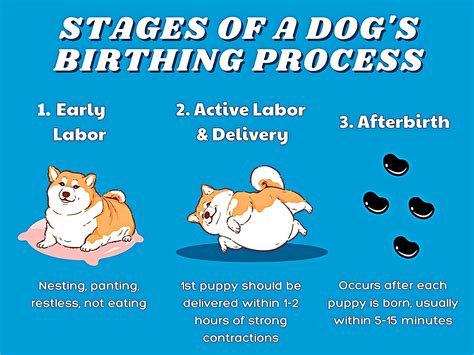Signs of Labor and the Whelping Process