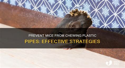 Signs of Mice Chewing Through Plastic