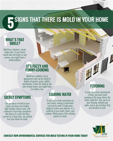 Signs of Mold in the Home