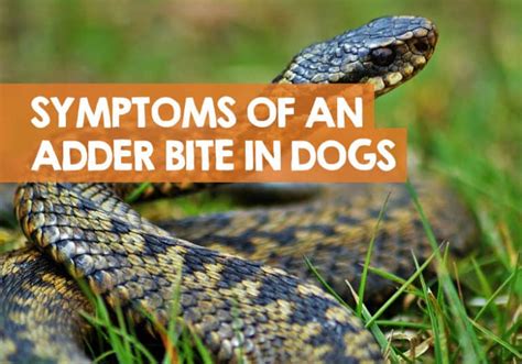 Signs of an Adder Bite