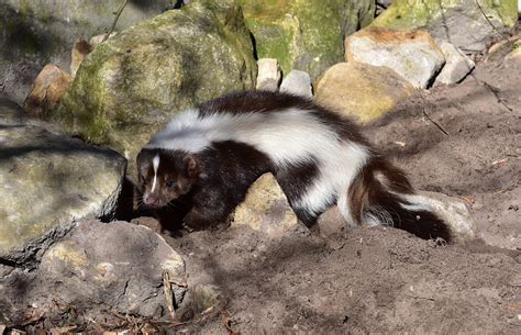 Sigung (Skunk)