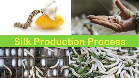 Silk Production Process