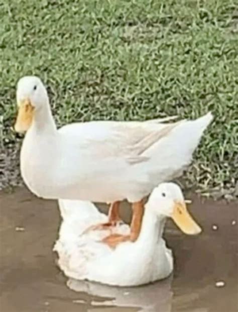 Silly Duck Pictures